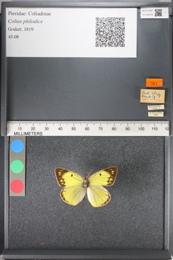 Media type: image;   Entomology 124016